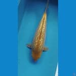 CARAMEL GINRIN 27CM MALE PUNUK Bred Madina Azizi