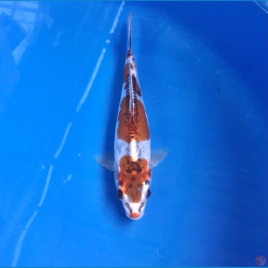 kiko kuchibeni 19cm