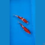 2 ekor Kohaku 19cm