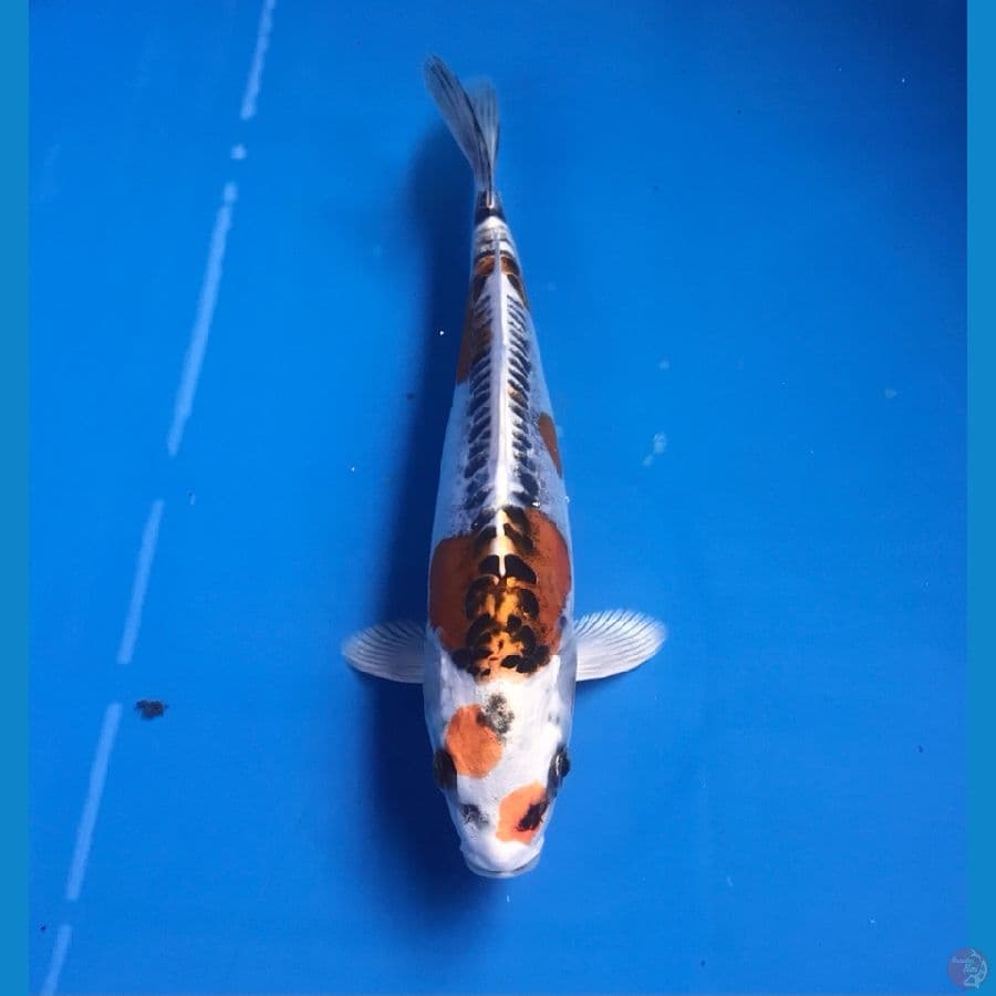 kikokuryu 20cm