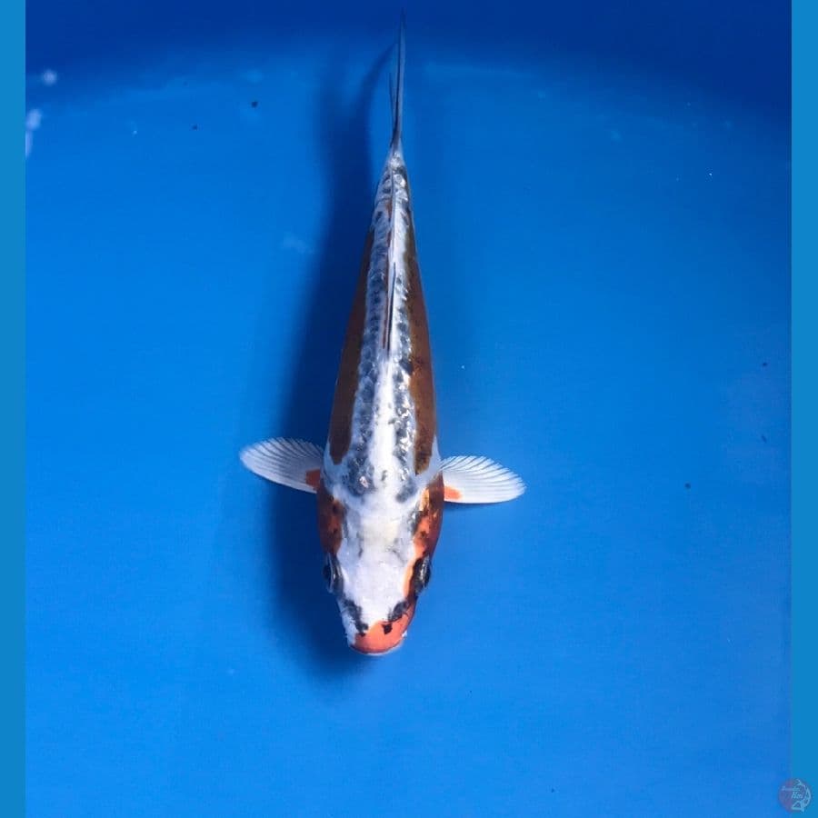 kiko pola samping 14cm