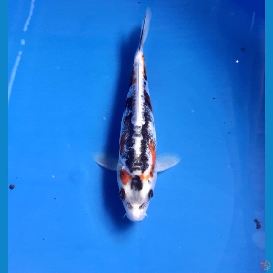 kiko pola samping 20cm