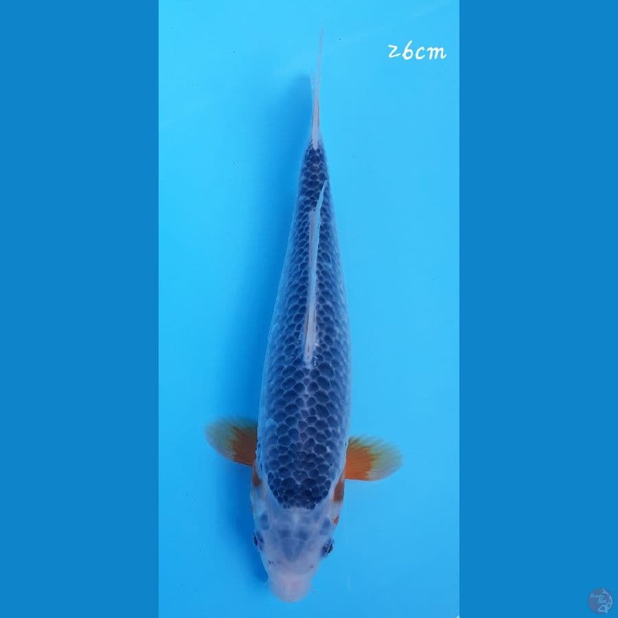 Asagi 26cm