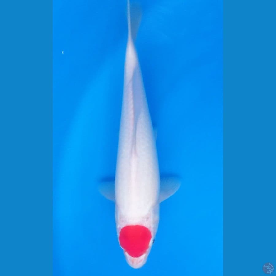 TANCO KOHAKU 