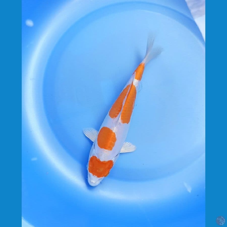 Kikishui 18cm