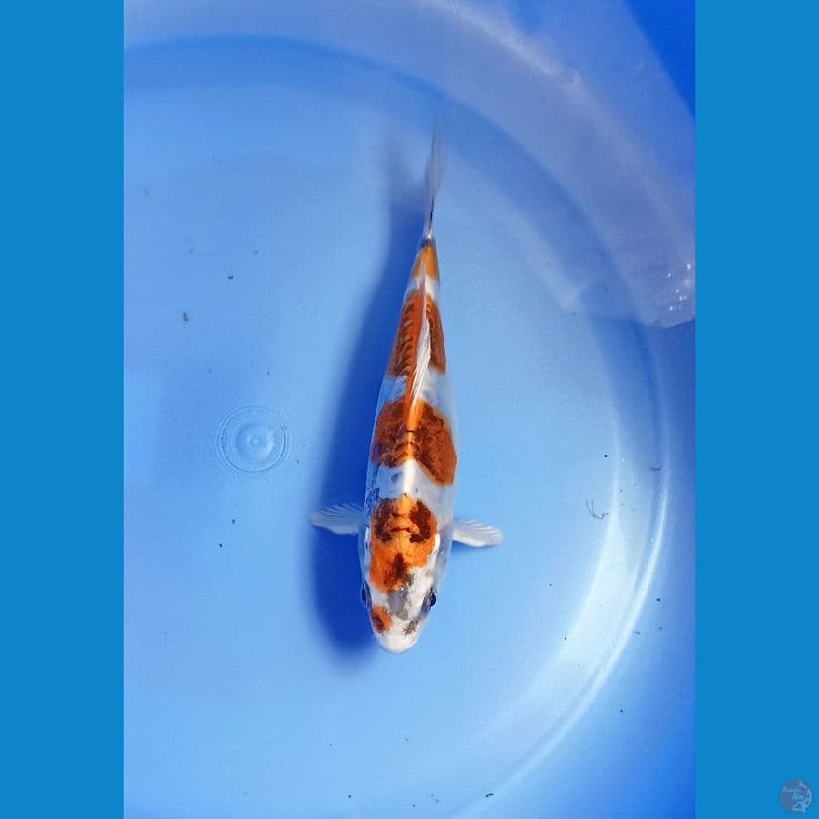 Kiko 14cm
