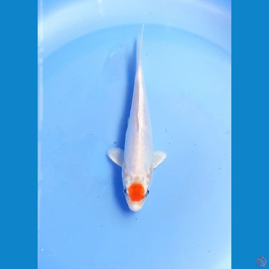Tancho 14cm