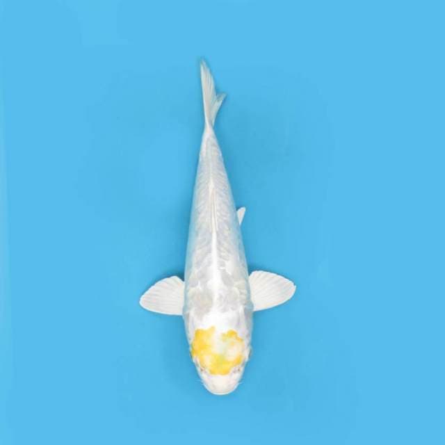 YG_TANCHO HARIWAKE_29 CM
