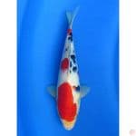 Red Sanke - 28cm