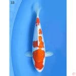 Kohaku Full Ginrin - 33cm
