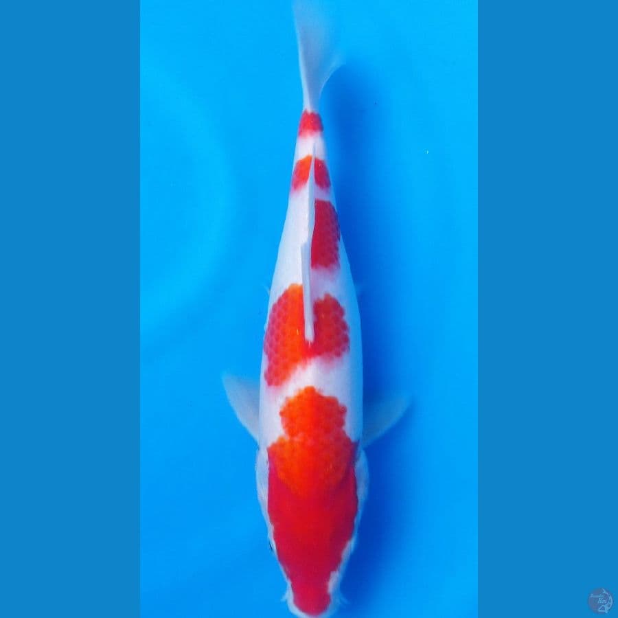 HANATSUKE KOHAKU 32CM