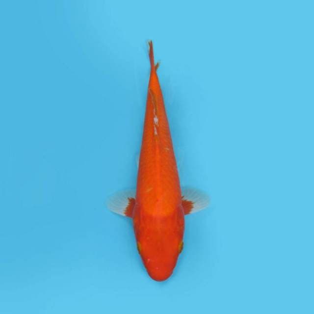 YG_BENIGOI_31 CM