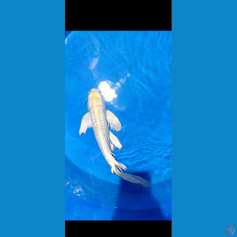 kumpaiy 50 cm