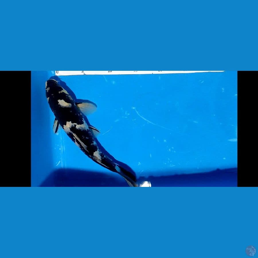 shiro mantap 25 cm male