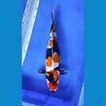 showa doitsu 44cm/female