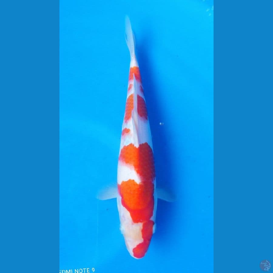 kohaku cantix 28cm