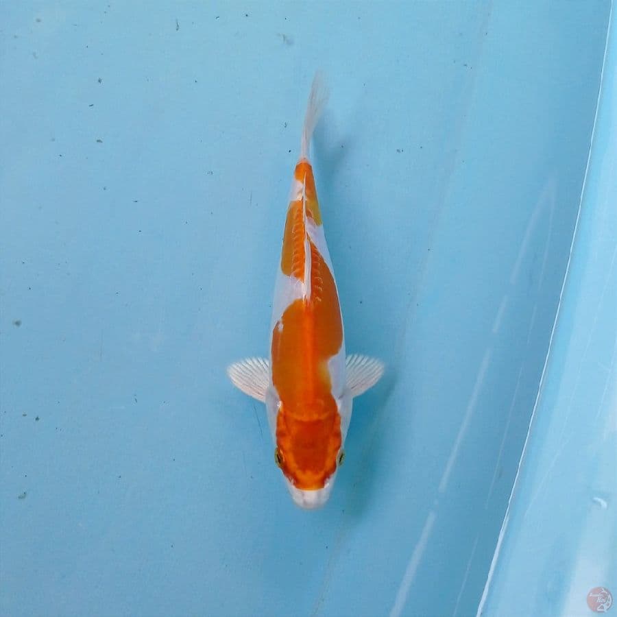 kikushui inazuma, 17 cm