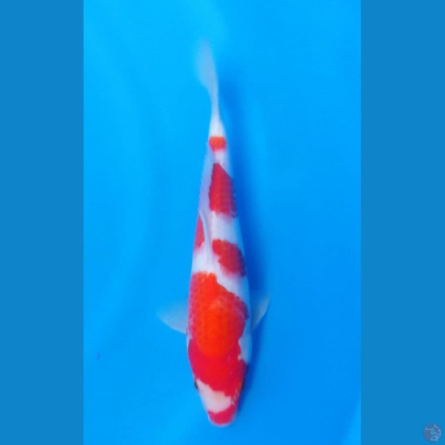 kohaku 28cm