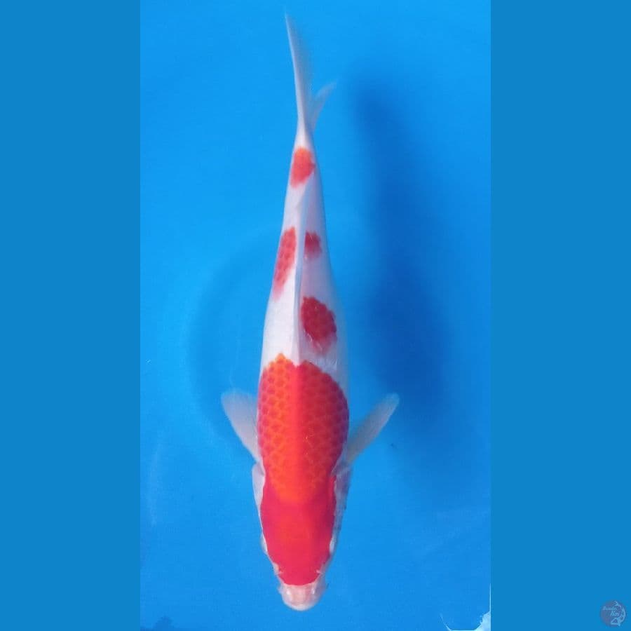 kohaku 28cm