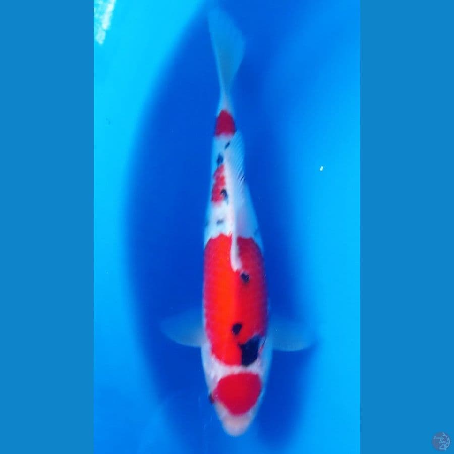 maruten sanke 30cm