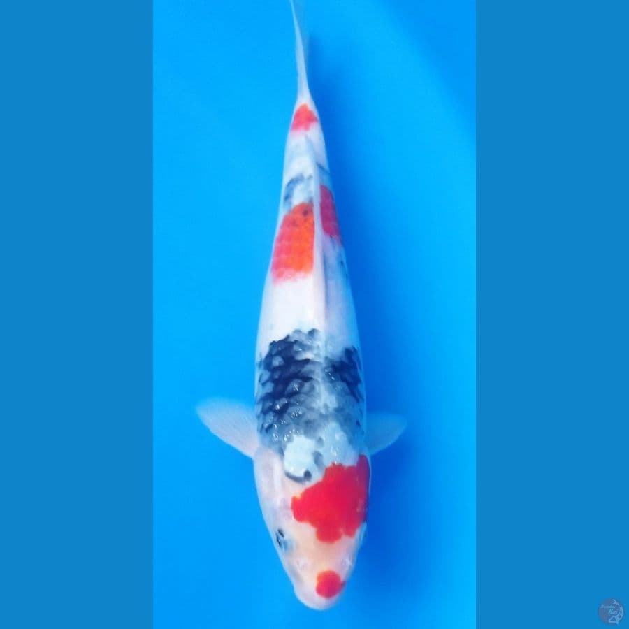 showa kindai 27 cm