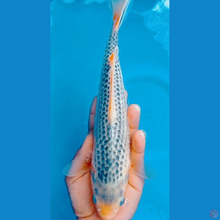 ASAGI  34CM