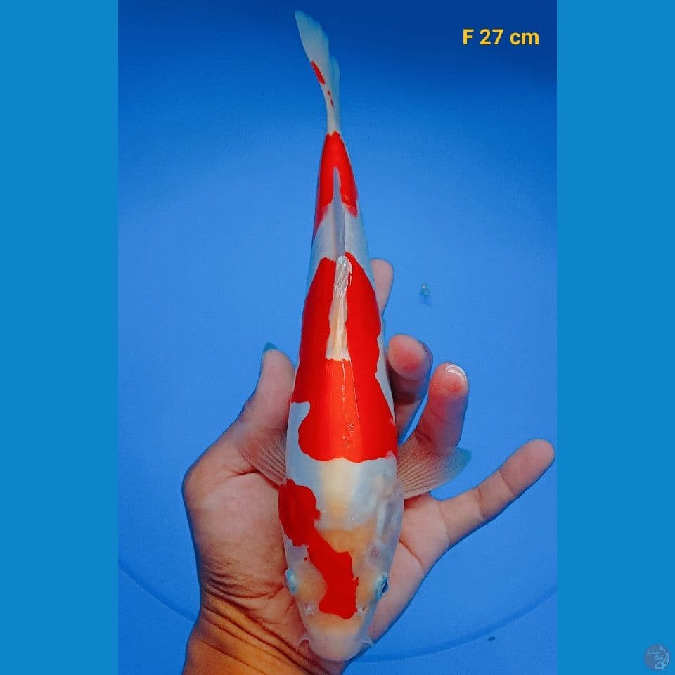 Kohaku 27cm