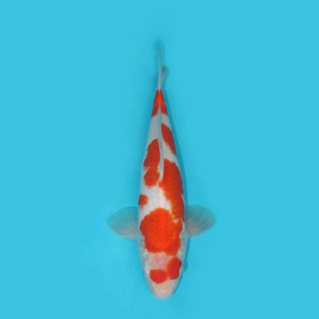 YG_KOHAKU_30 CM