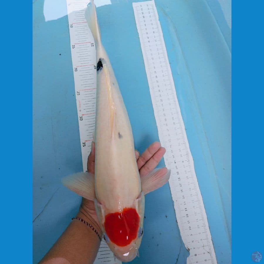 tan 43cm