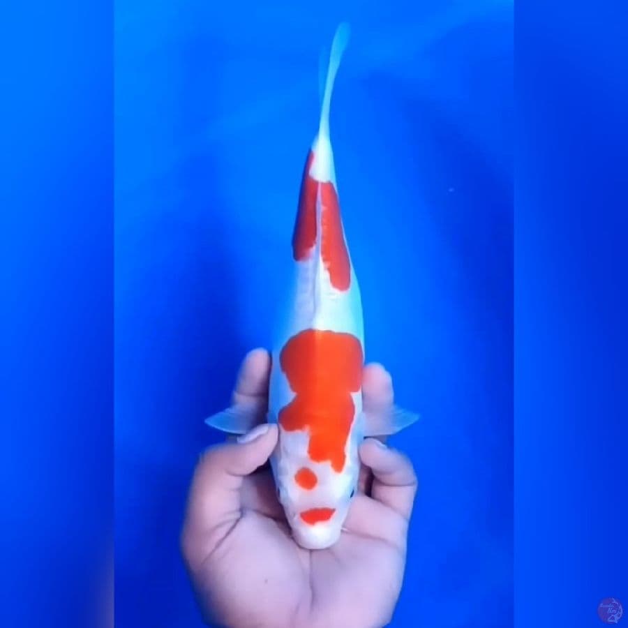 KOHAKU DOITSU # 28CM - F