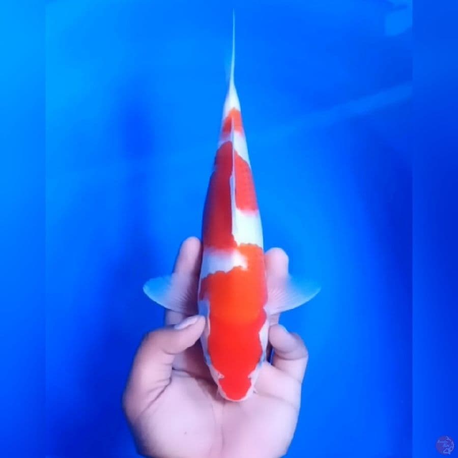 KOHAKU # 27CM - M