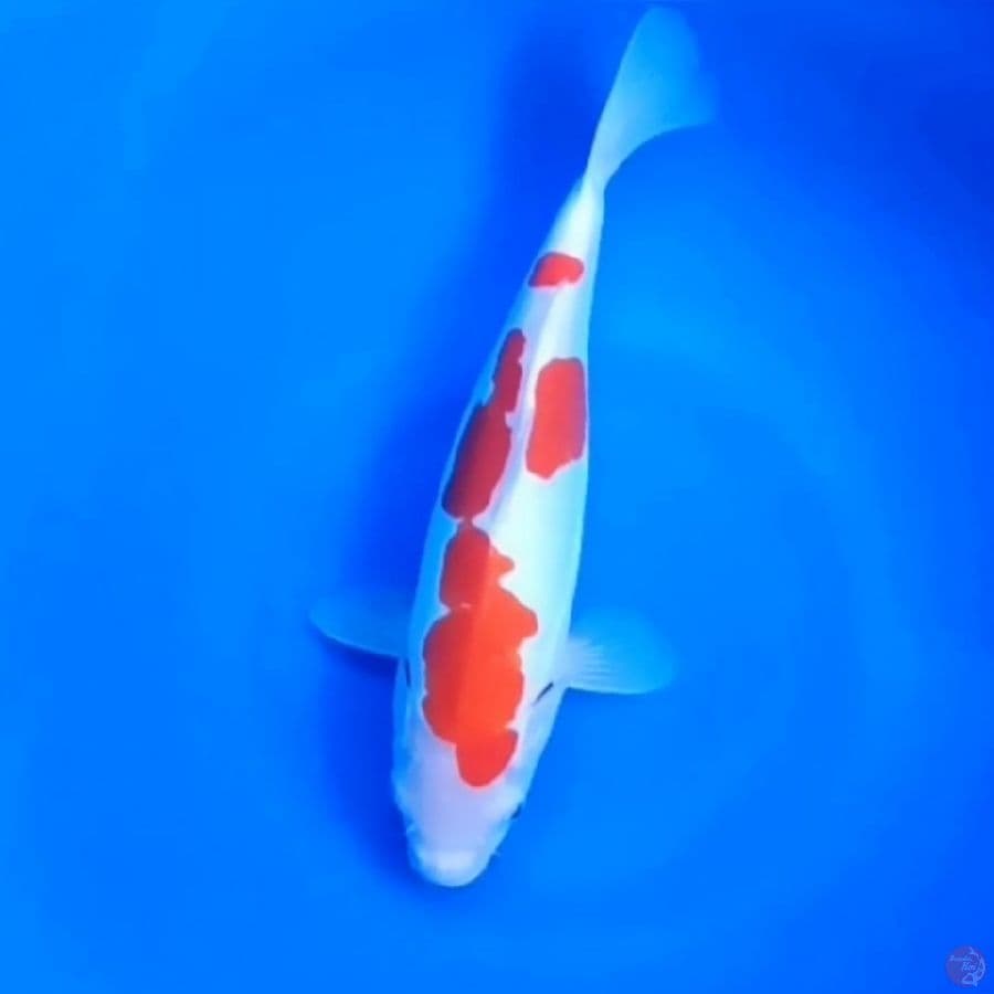 DOITSU KOHAKU # 28CM - F