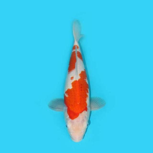 YG_KOHAKU_32 CM