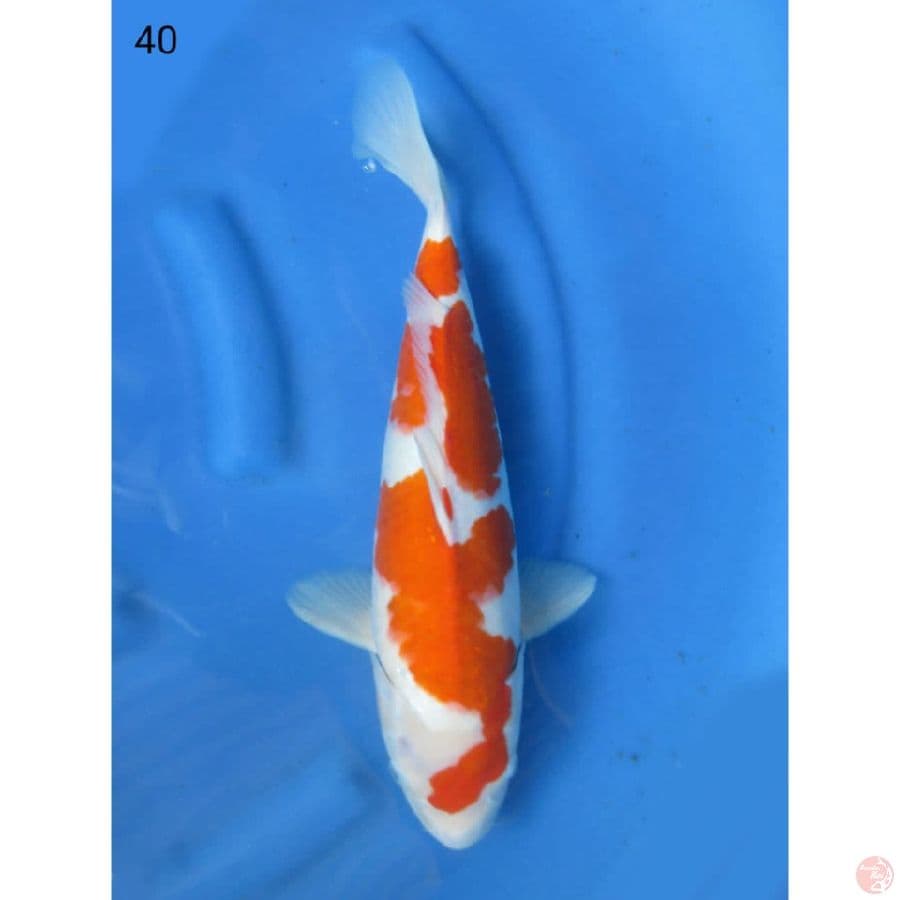 Kohaku Inazuma Bulky Ori - 40cm