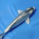 Kawari ginrin antik 36cm