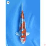 Ghosiki SQ Ori - 38cm