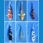 Paket Hemat 6ekor _ 27-35cm