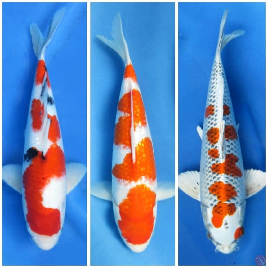 Paket SQ 3 ekor _ 33-35cm
