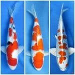 Paket SQ 3 ekor _ 33-35cm