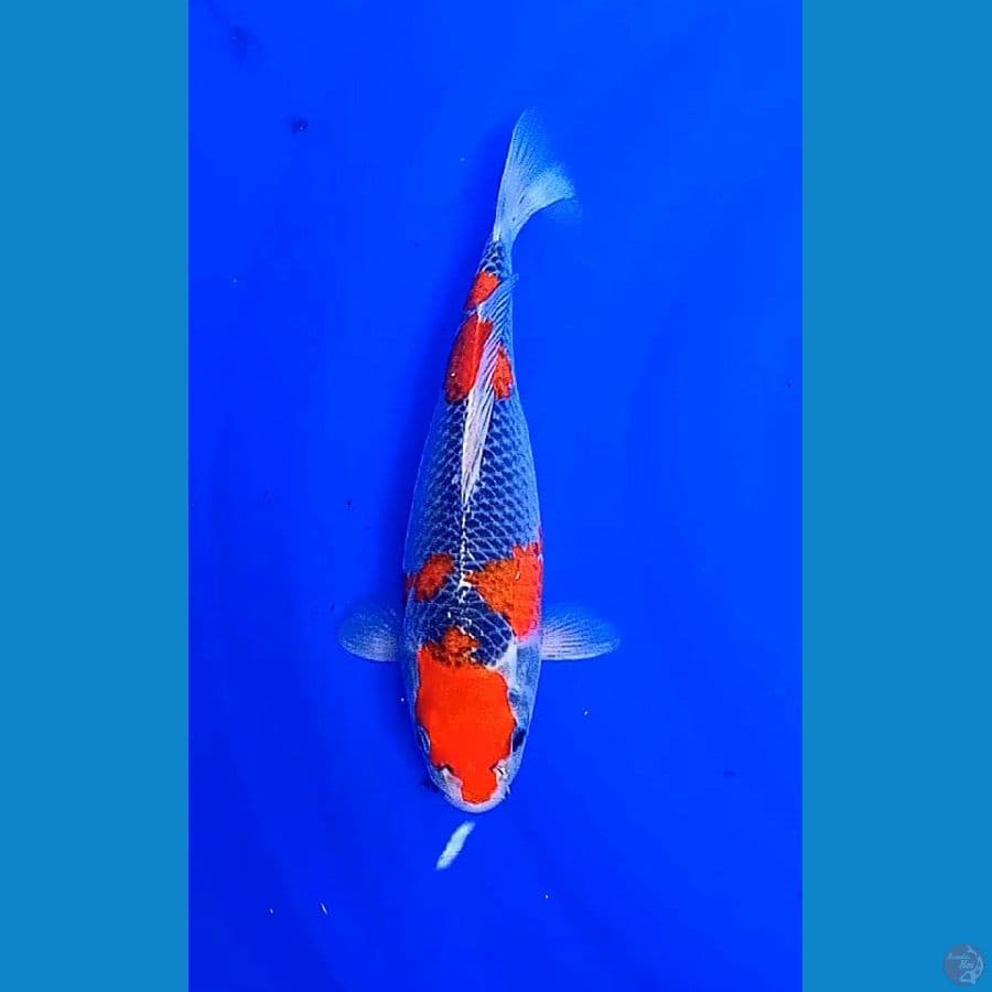 30 cm goshiki