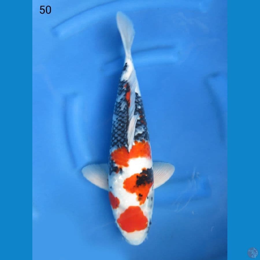 50cm - Kindai Showa merah 