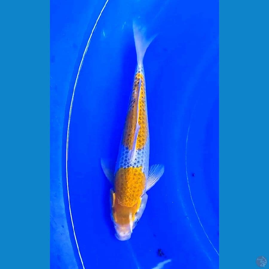 30 bu langka yellow goshiki