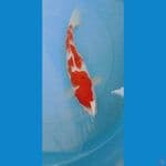 kohaku 32 cm