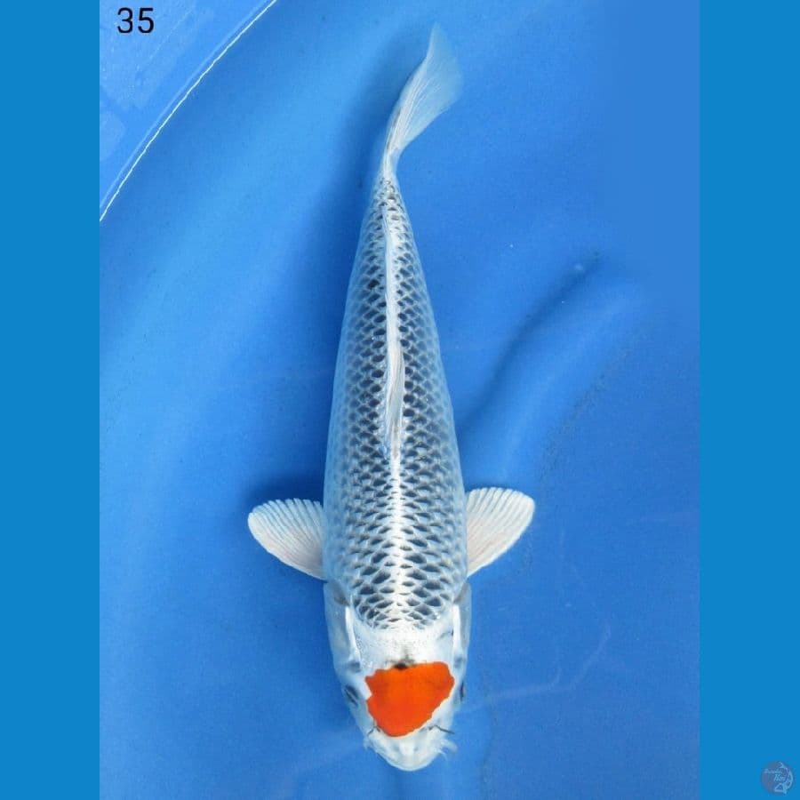 35cm - Tanco Kujaku