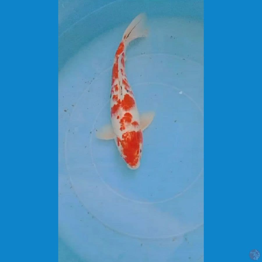sanke 37 cm