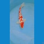 sanke 37 cm
