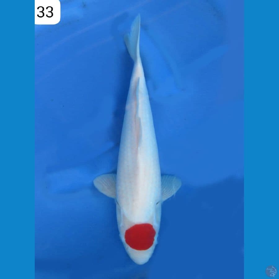 33cm - Tancho Ori bl sakai 