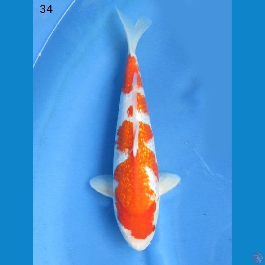 34cm - Kohaku ginrin bl sakai