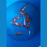 mix Kohaku