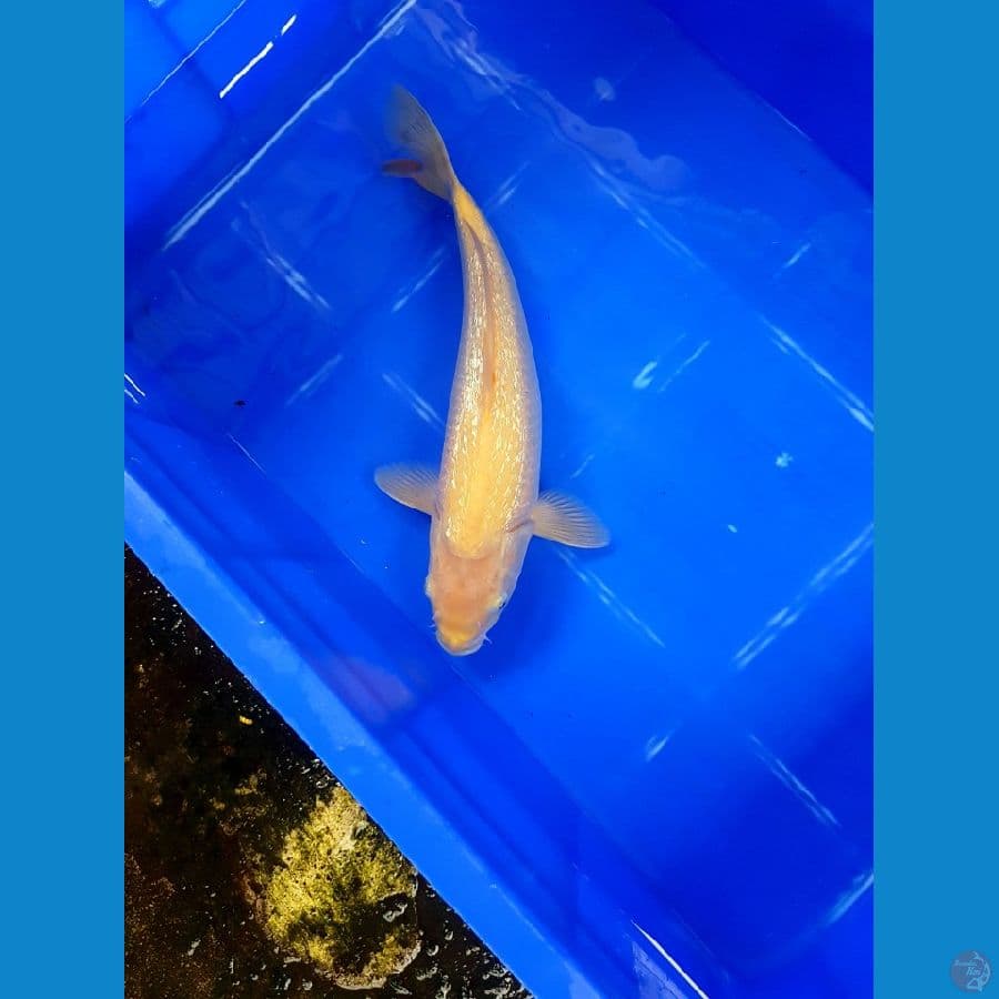 karashi Ginrin 35 cm